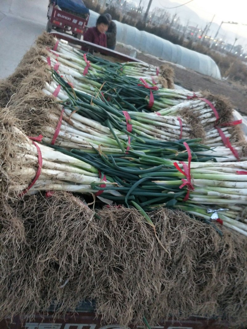 大葱