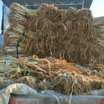 甘谷大葱，每天大量供应，有需要者电话联系