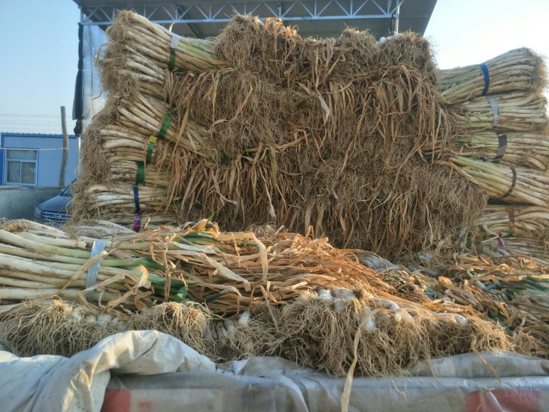 甘谷大葱，每天大量供应，有需要者电话联系