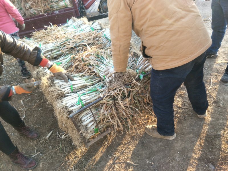 甘谷大葱，每天大量供应，有需要者电话联系