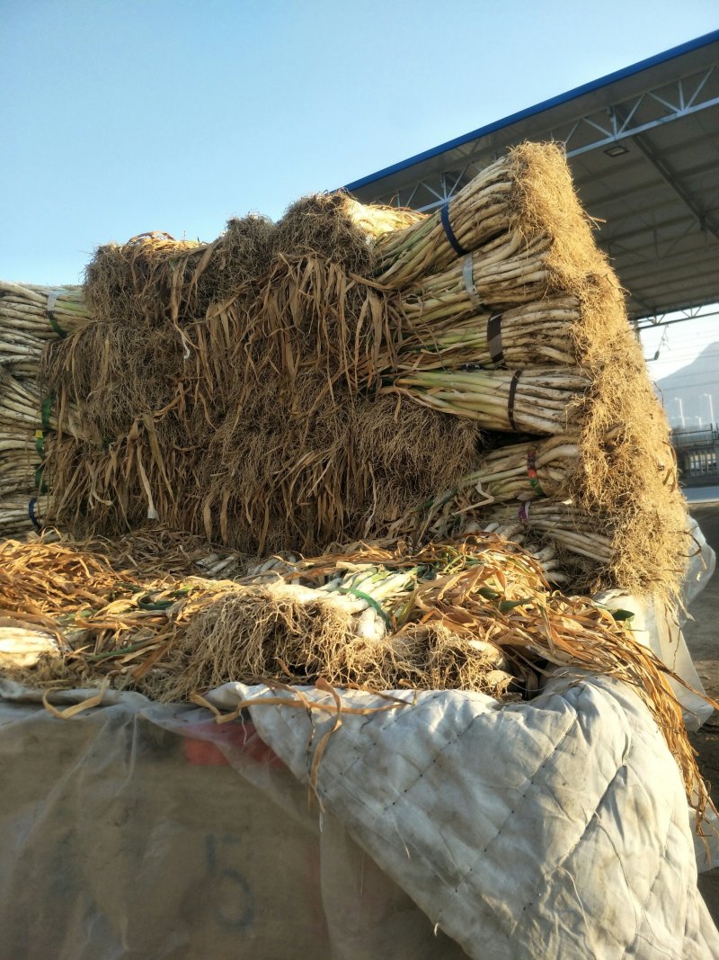 甘谷大葱，每天大量供应，有需要者电话联系
