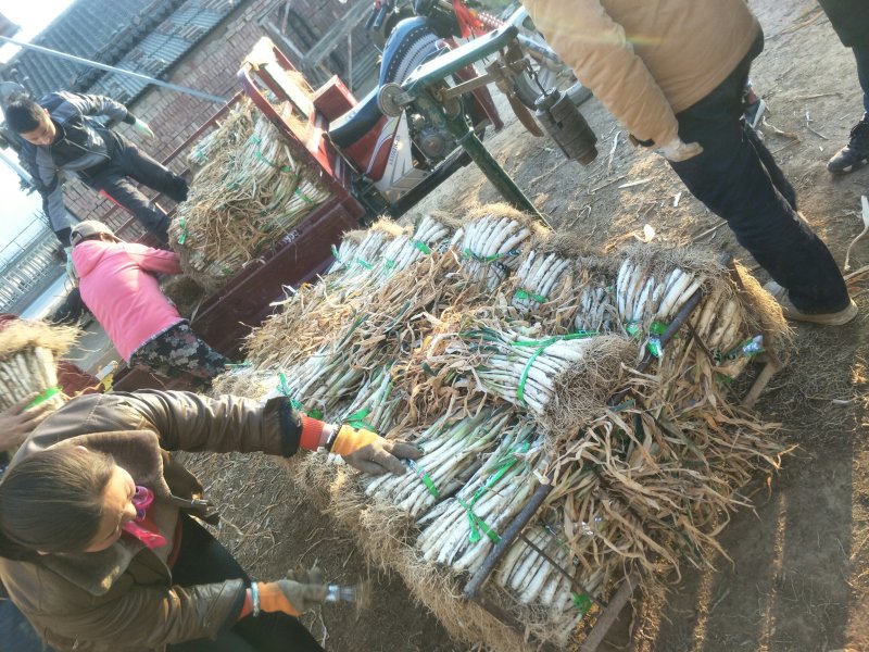 甘谷大葱，每天大量供应，有需要者电话联系