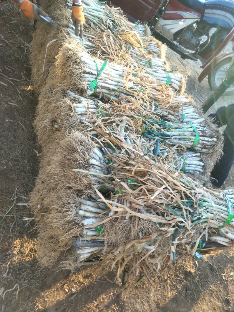 甘谷大葱，每天大量供应，有需要者电话联系
