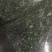 荠菜馅