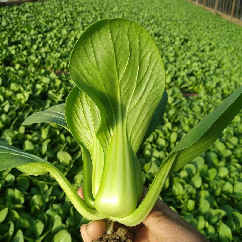 精品唐菜上海青新开园