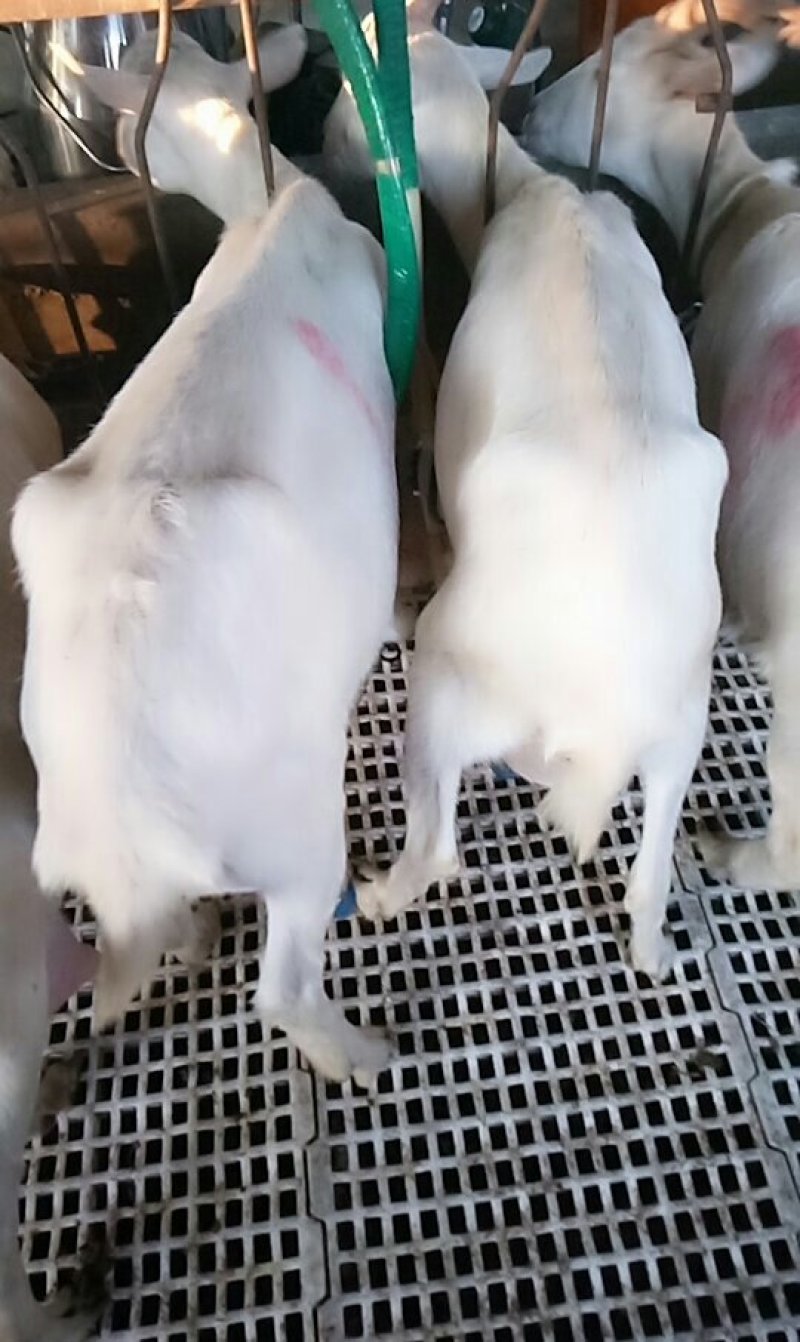 陕西纯种萨能羊鲜奶零添加现挤现卖支持全国发货