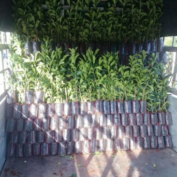 长期供应青皮红心柚子苗，菠萝蜜苗