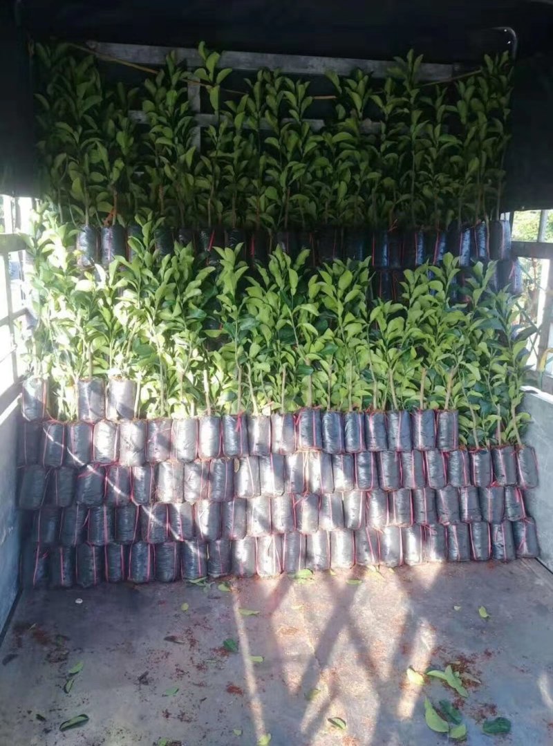 长期供应青皮红心柚子苗，菠萝蜜苗