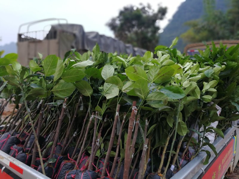 长期供应青皮红心柚子苗，菠萝蜜苗