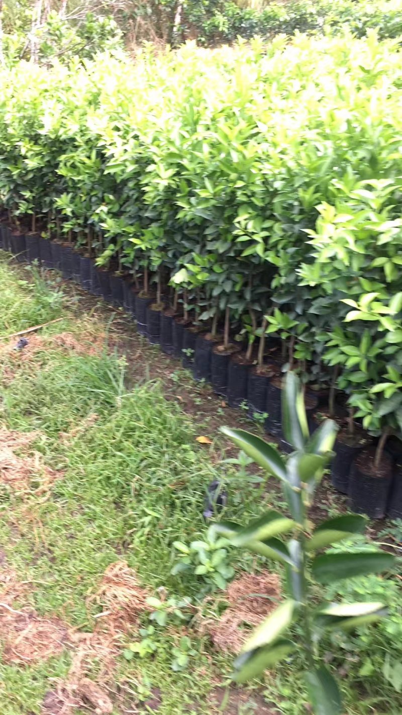 长期供应青皮红心柚子苗，菠萝蜜苗