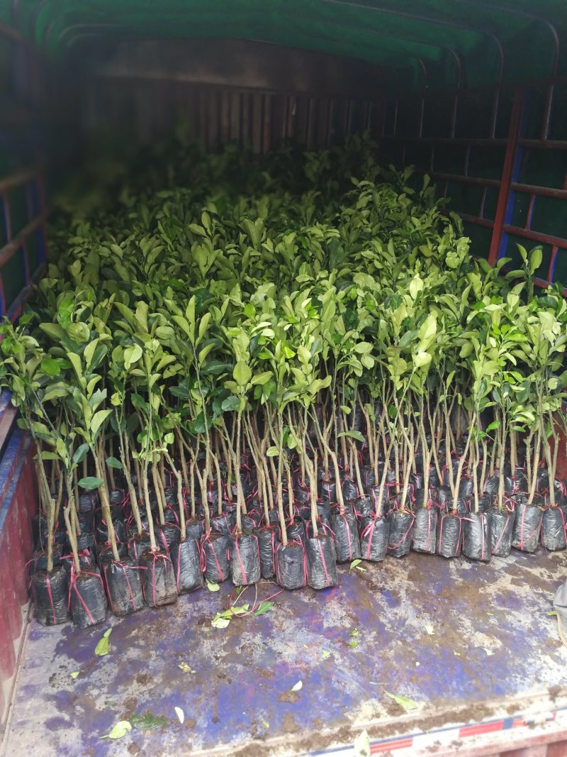 长期供应青皮红心柚子苗，菠萝蜜苗