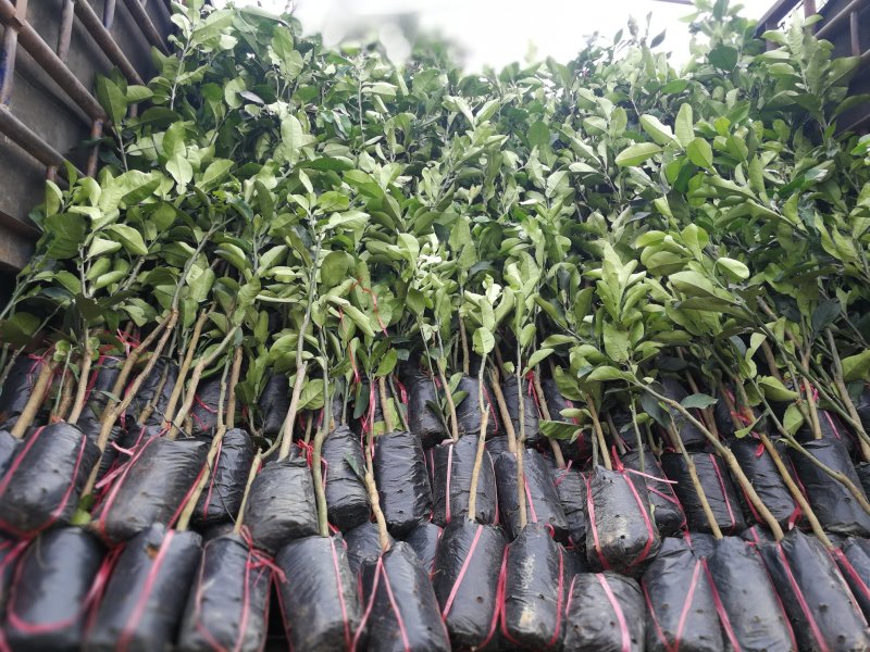 长期供应青皮红心柚子苗，菠萝蜜苗