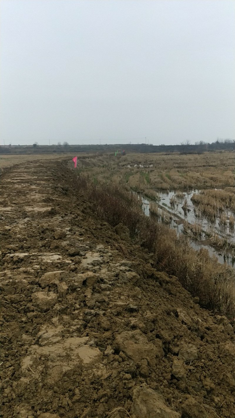 养殖龙虾地
