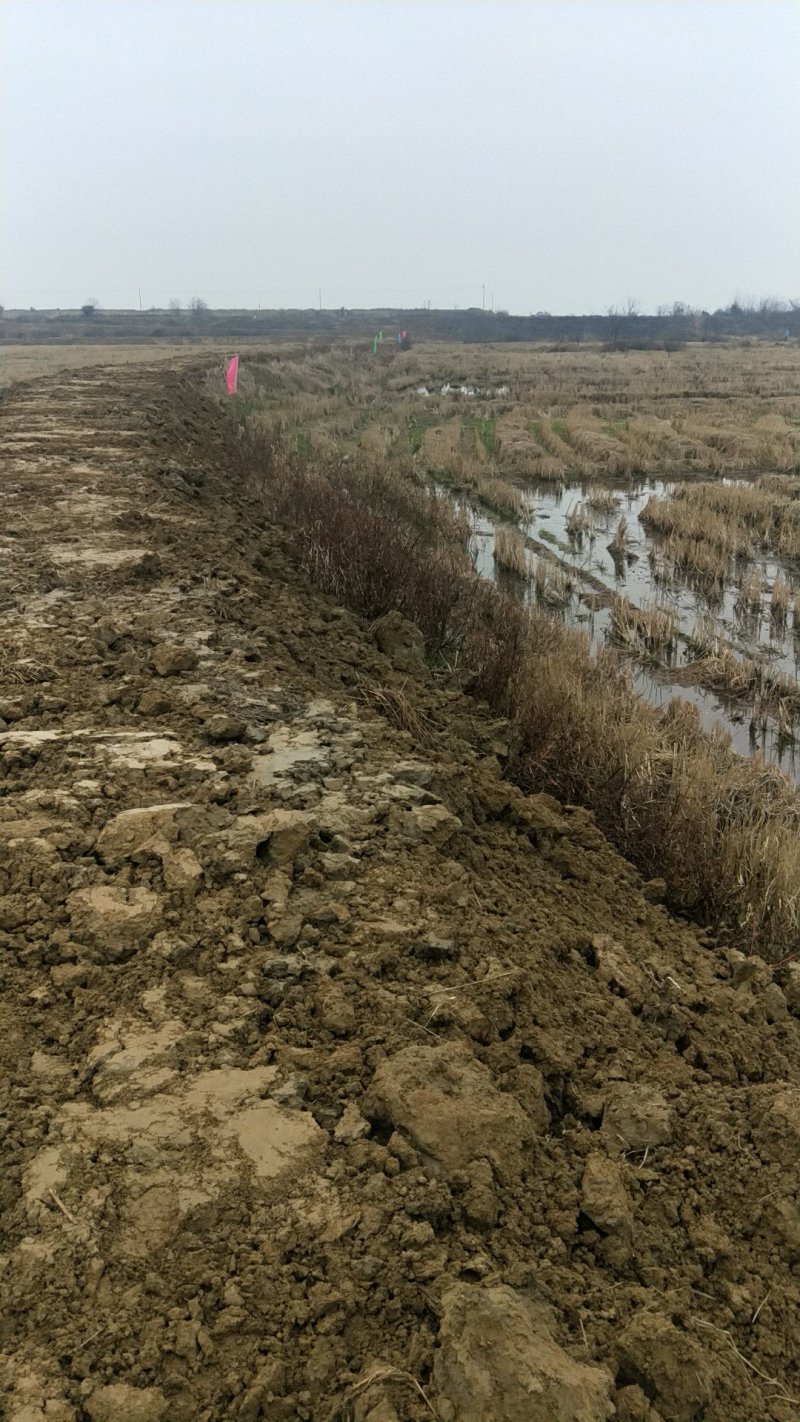养殖龙虾地