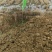 养殖龙虾地