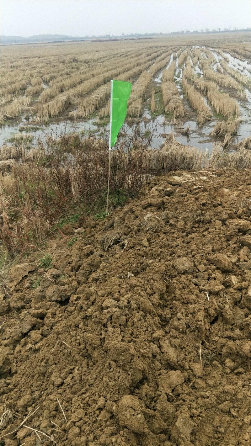 养殖龙虾地