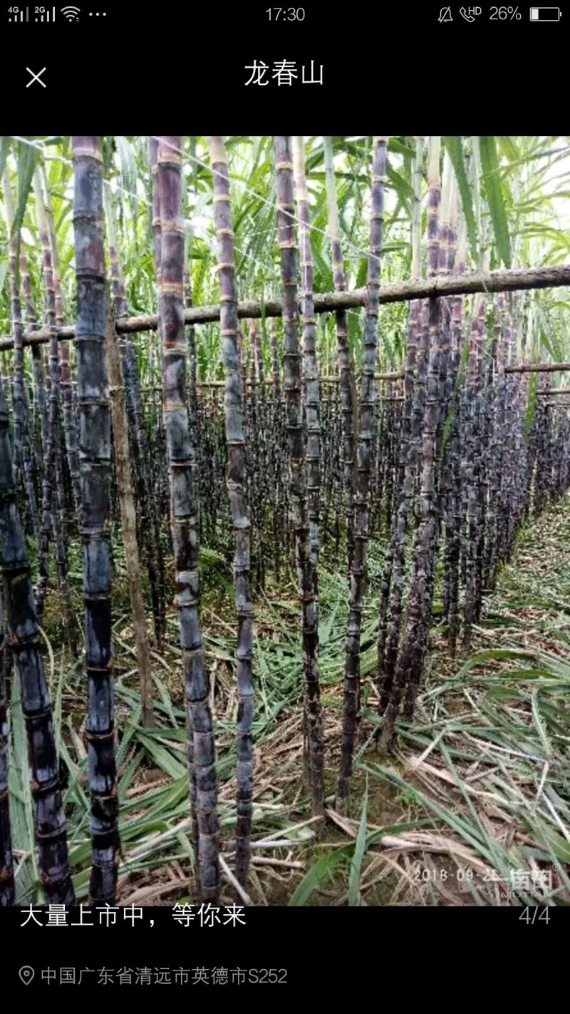 黑皮果甘
