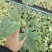 嫁接西瓜苗95%以上