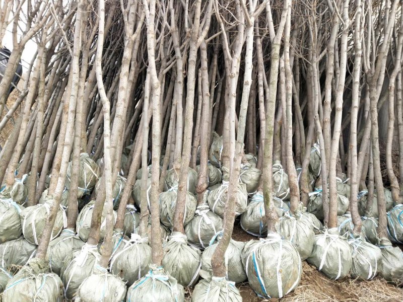 柿子树苗台湾脆柿苗自然脱涩摘下即可食用市场热销品种