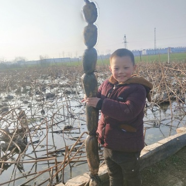 莲藕巨无霸莲藕5~7厘米莲藕基地自产自销，精品莲藕