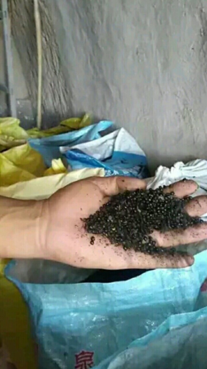 【种子不要图便宜】花椒种子大红袍花椒种子教给你种植方法