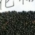 【种子不要图便宜】花椒种子大红袍花椒种子教给你种植方法