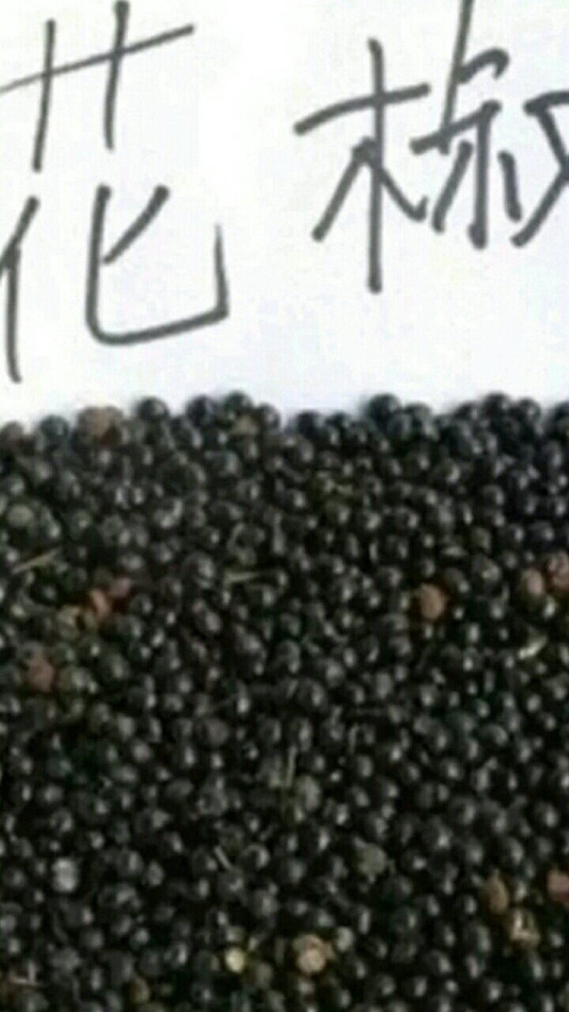 【种子不要图便宜】花椒种子大红袍花椒种子教给你种植方法