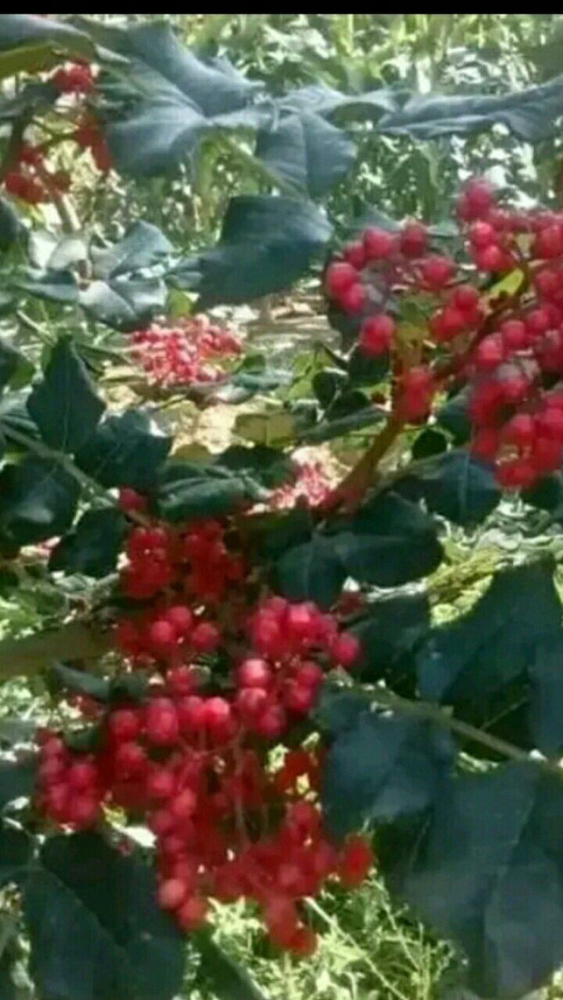【种子不要图便宜】花椒种子大红袍花椒种子教给你种植方法