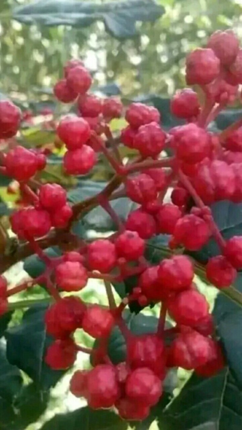 【种子不要图便宜】花椒种子大红袍花椒种子教给你种植方法