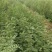 【种子不要图便宜】花椒种子大红袍花椒种子教给你种植方法