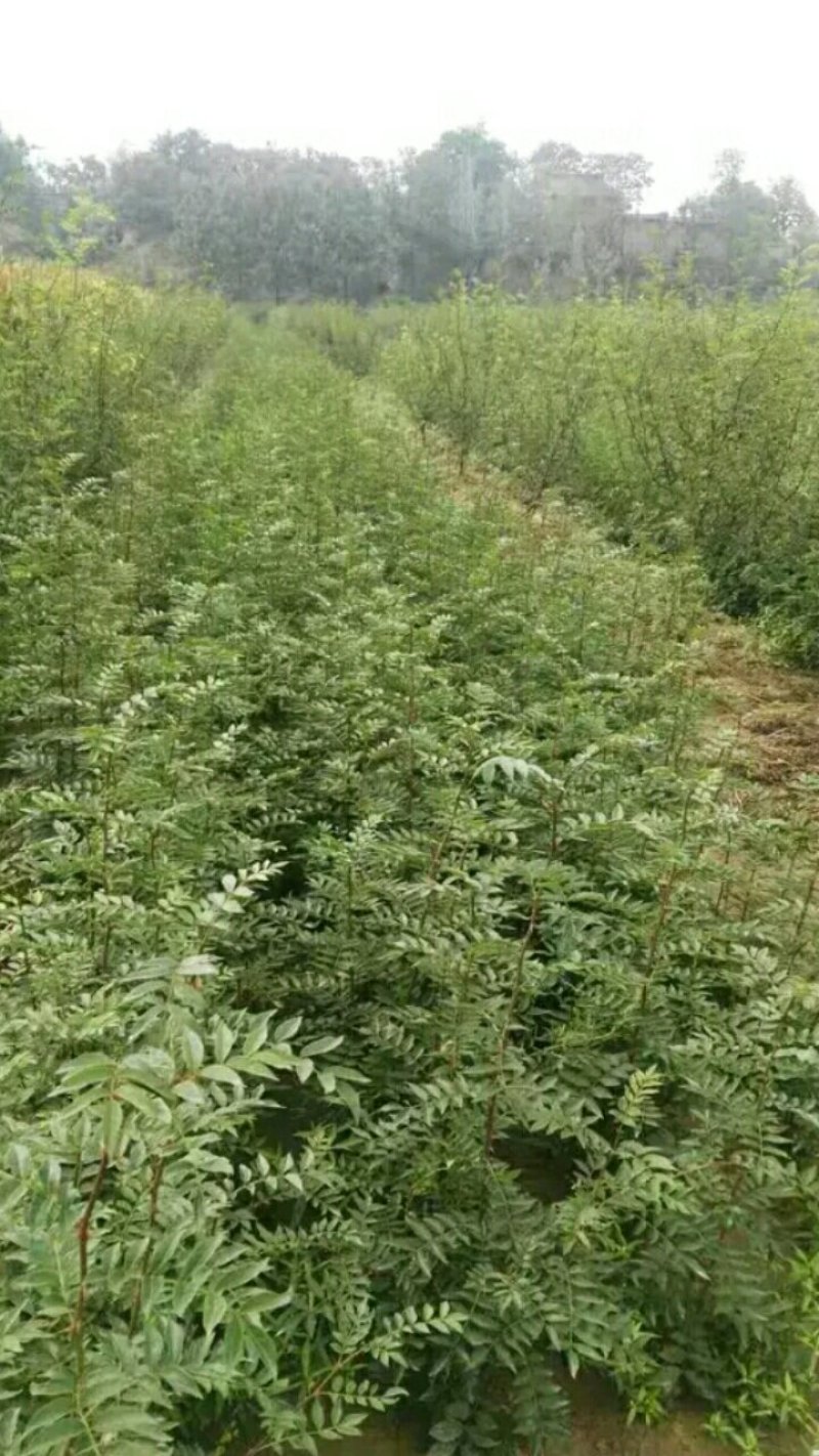 【种子不要图便宜】花椒种子大红袍花椒种子教给你种植方法