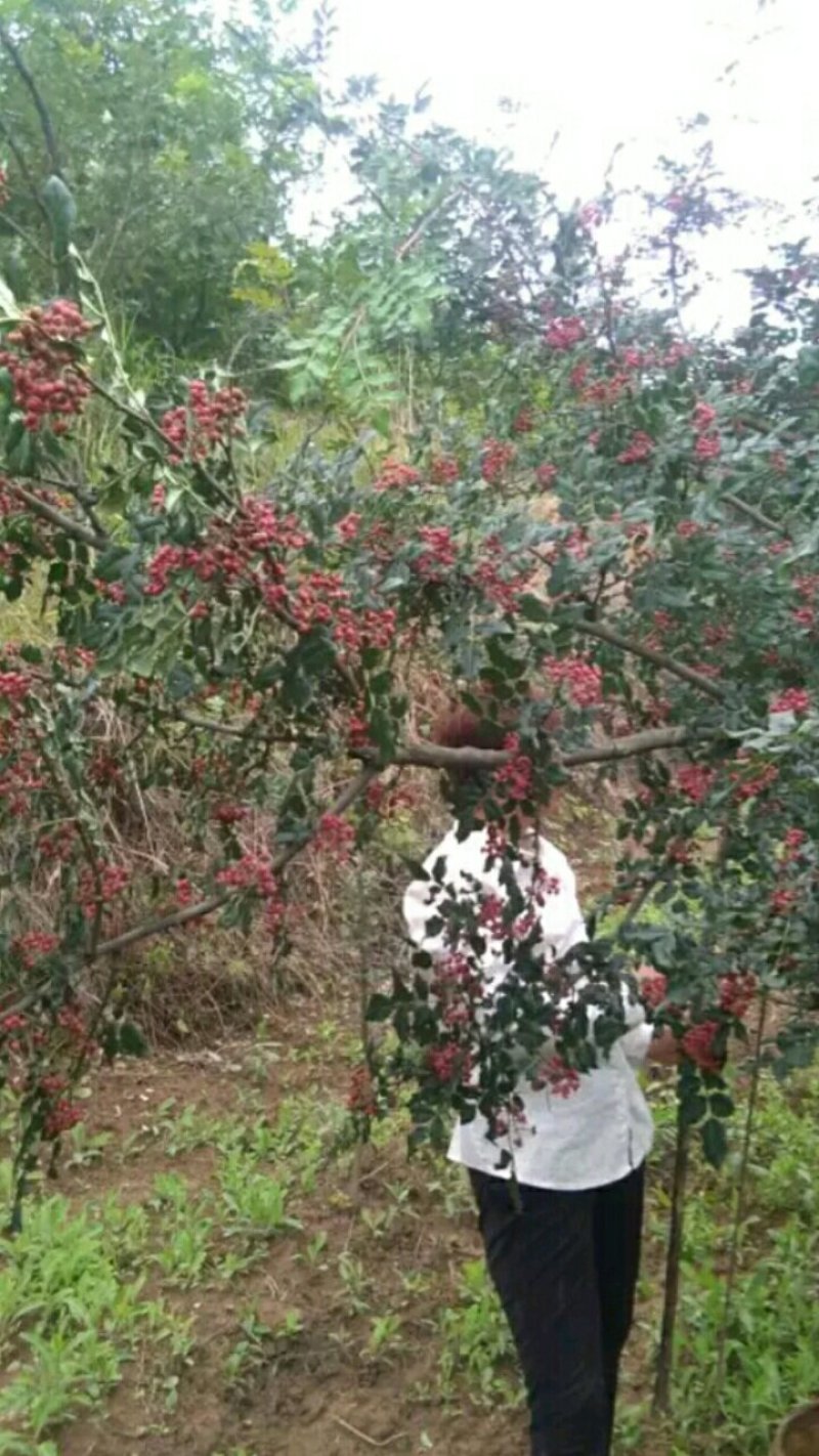 【种子不要图便宜】花椒种子大红袍花椒种子教给你种植方法