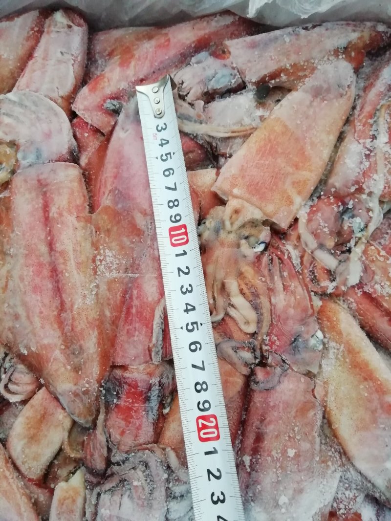 鱿鱼