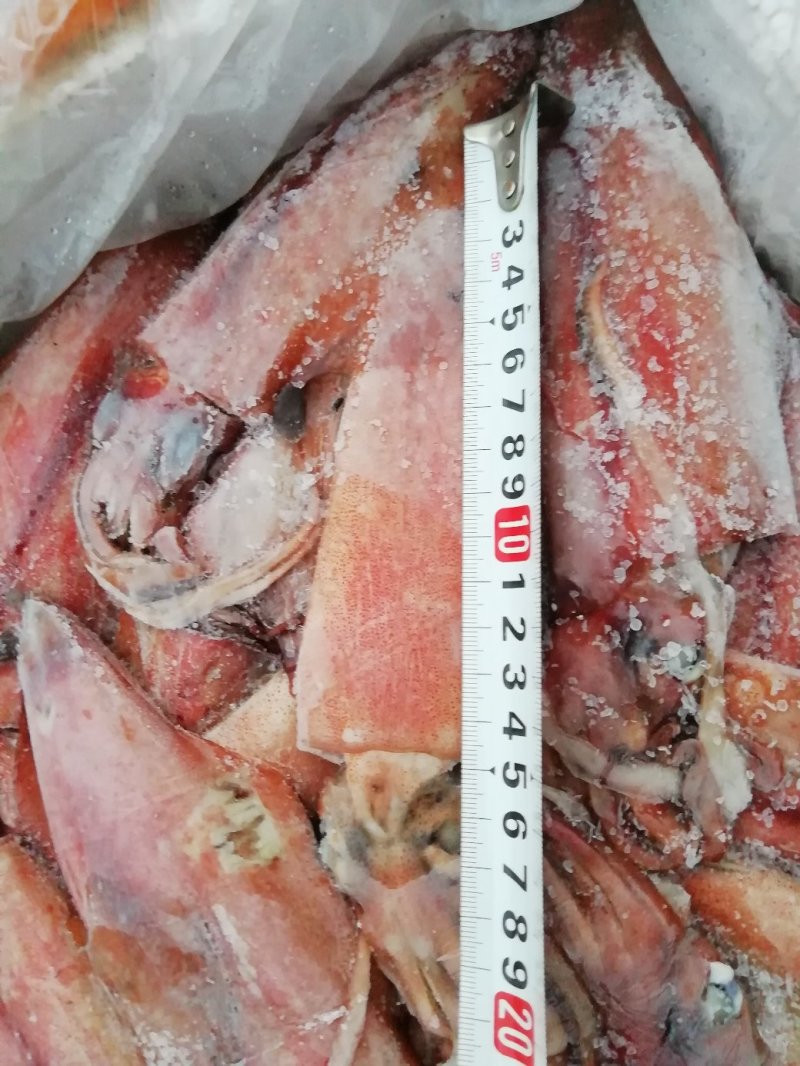 鱿鱼