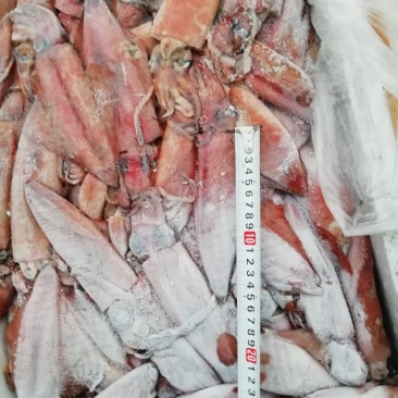 鱿鱼