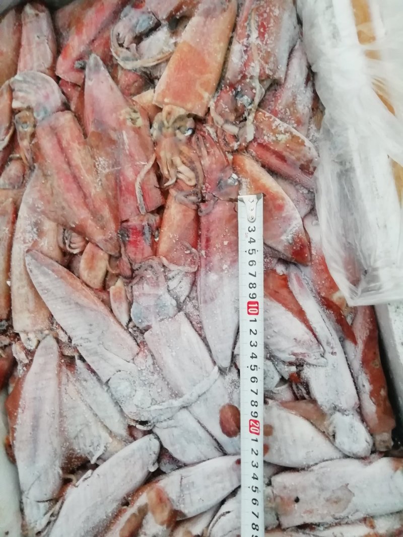 鱿鱼