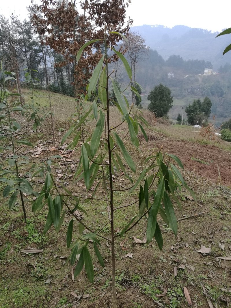 乳源木莲（白花似莲，红果似桔）