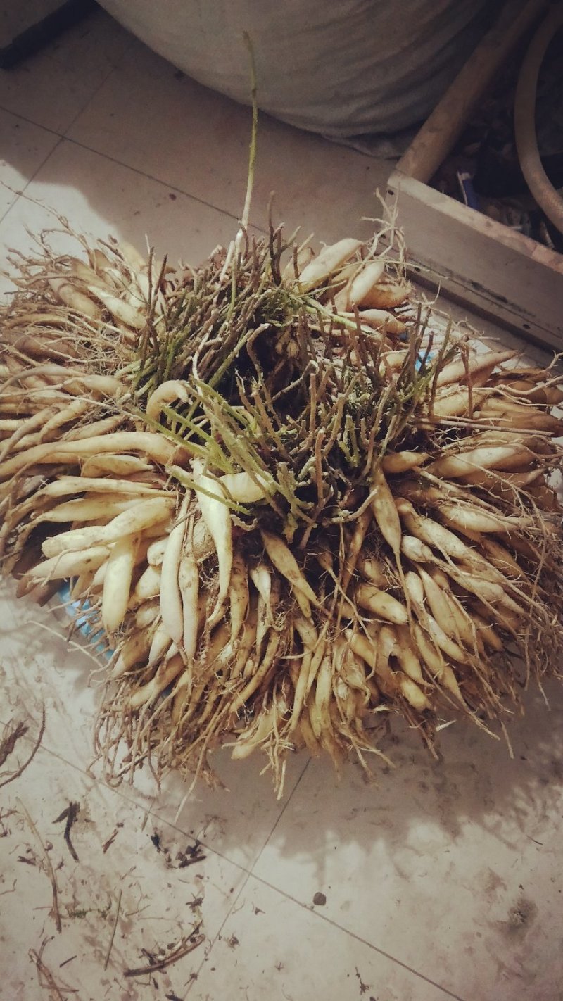 良种天冬，还不足两年还可以哦。