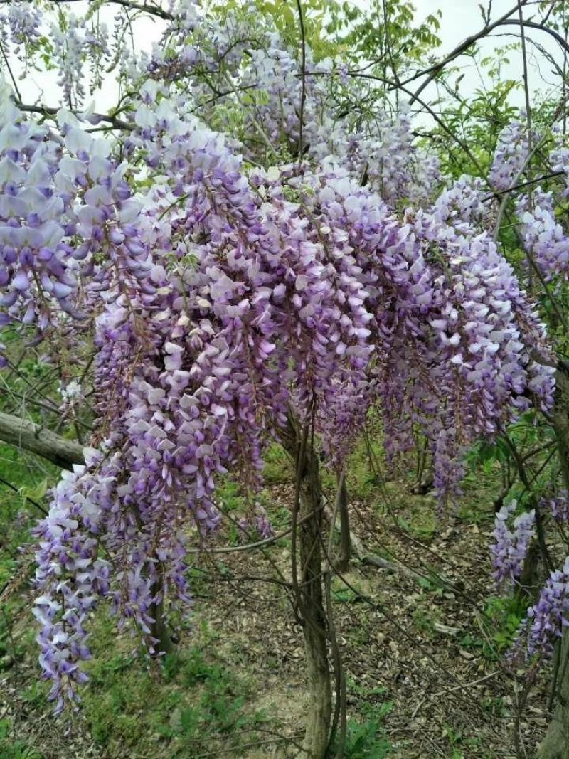 紫藤苗庭院推荐紫藤苗基地直发不活包赔欢迎考察