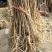 紫藤苗庭院推荐紫藤苗基地直发不活包赔欢迎考察