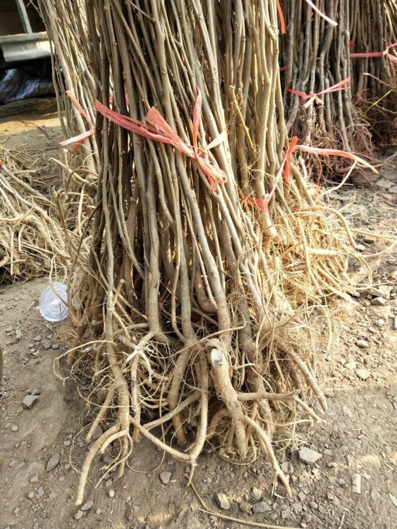 紫藤苗庭院推荐紫藤苗基地直发不活包赔欢迎考察