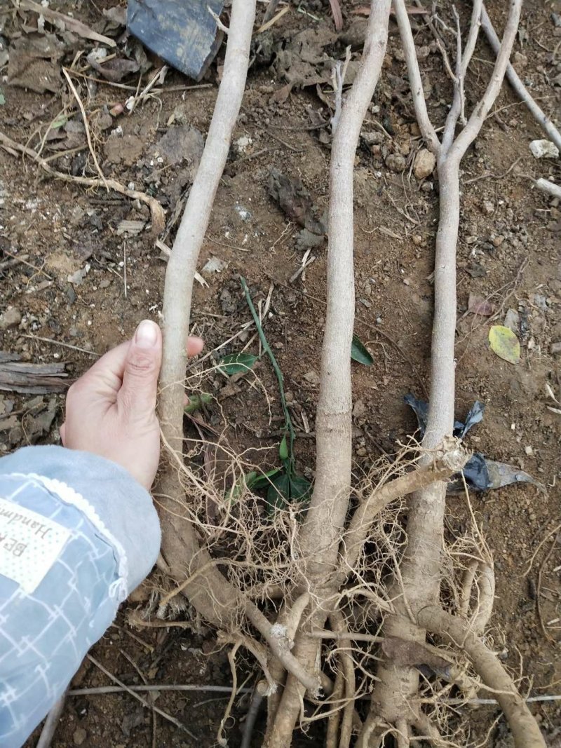 紫藤苗庭院推荐紫藤苗基地直发不活包赔欢迎考察