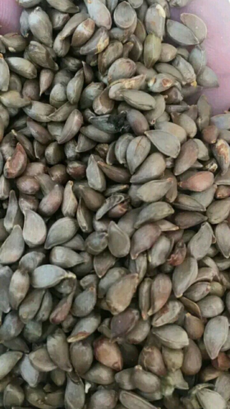 【什么种子适合育苗】八棱海棠种子嫁接砧木专用指导种植技术