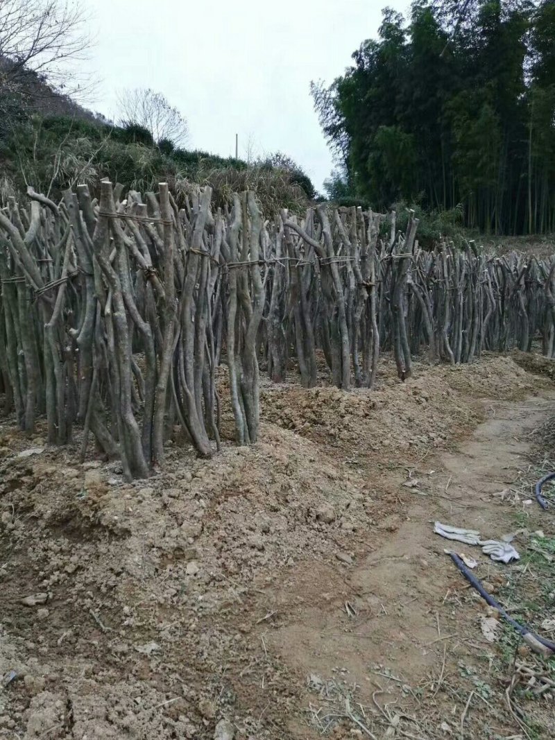 映山红下山桩指导栽培易成活