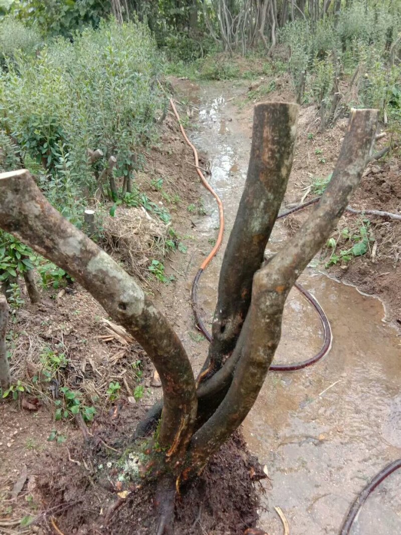 映山红下山桩指导栽培易成活