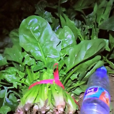 各种叶菜大量上市欢迎订购