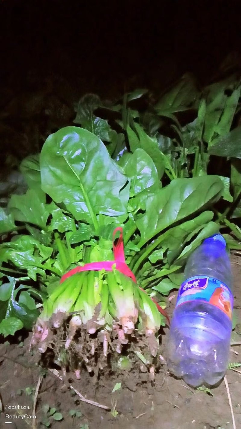 各种叶菜大量上市欢迎订购