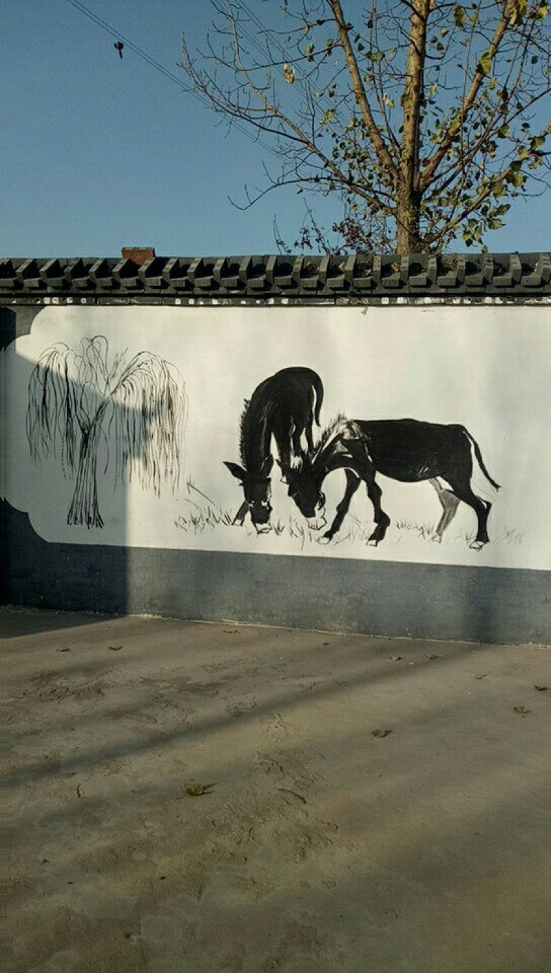 怀孕母驴