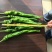辣椒苗尖椒苗线椒苗太空椒苗螺丝椒苗菜椒苗方椒苗陇椒苗