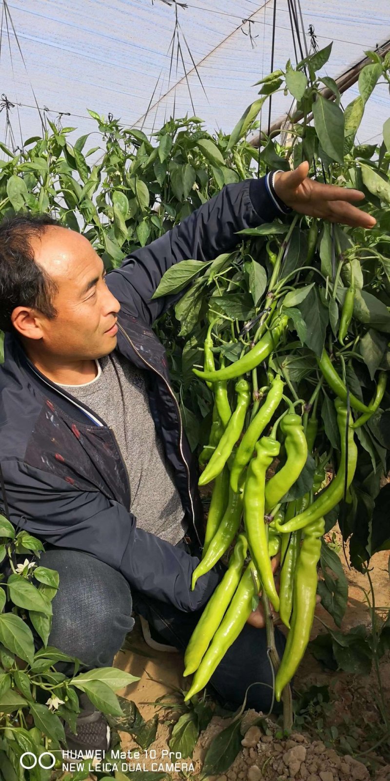 辣椒苗尖椒苗线椒苗太空椒苗螺丝椒苗菜椒苗方椒苗陇椒苗
